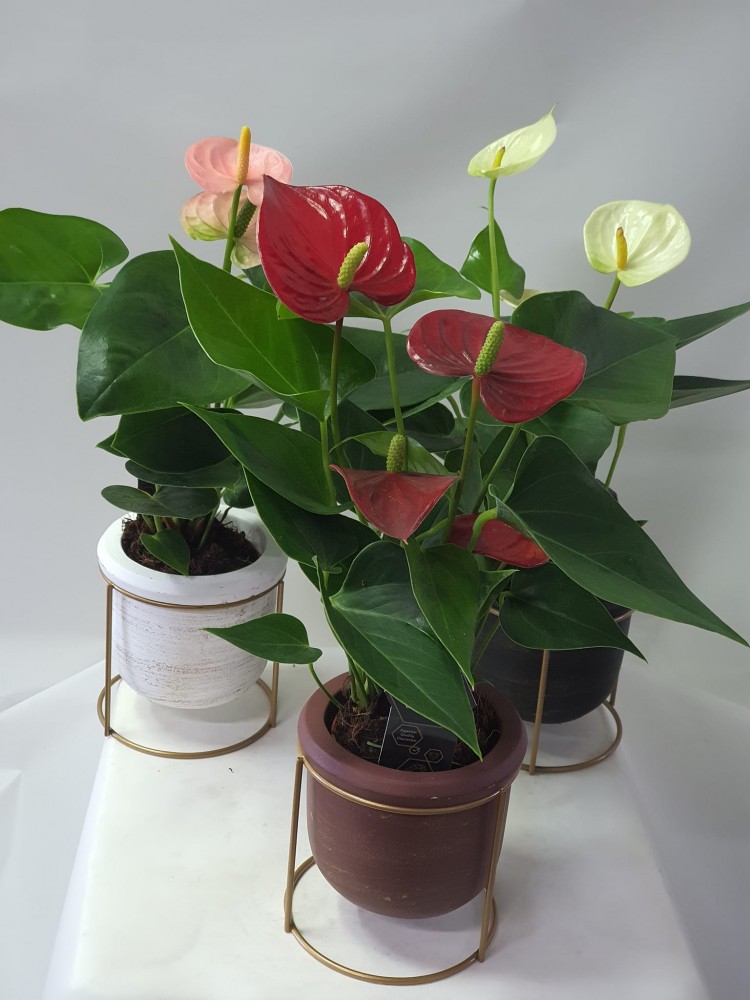 stylish mini anthurium plant in a pot and stand