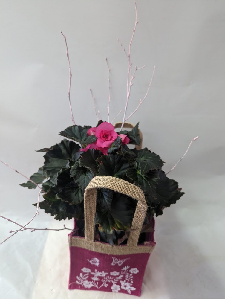 Pink Begonia plant gift bag