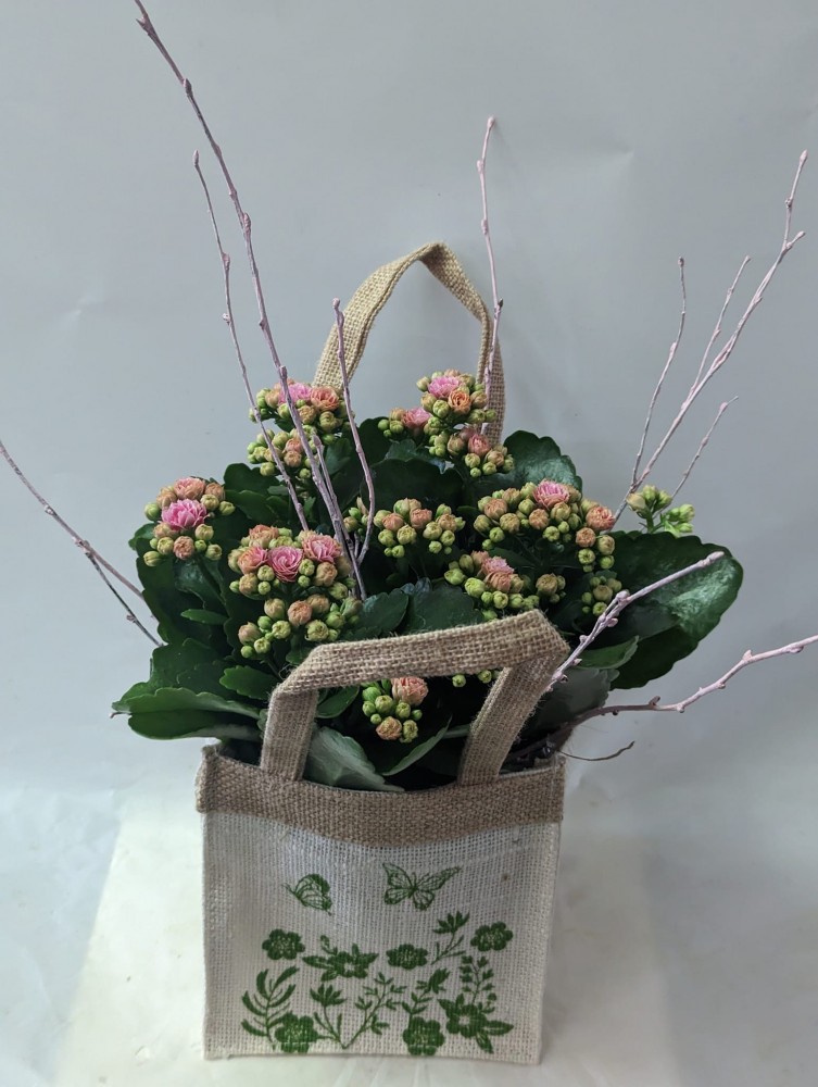 Kalanchoe plant in a flower bag