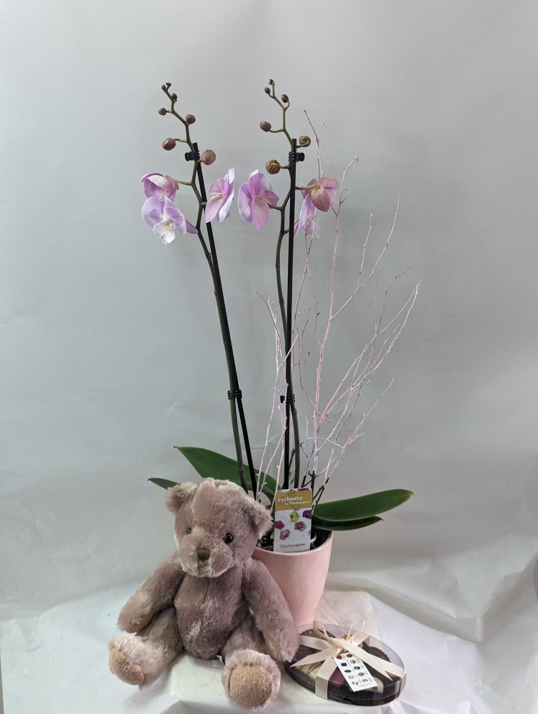 Orchid, teddy and chocs gift set