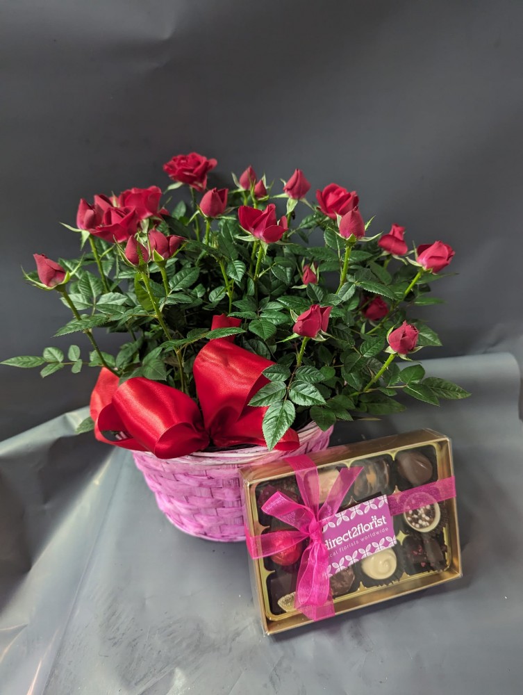 mini rose plants in basket with 12 chocolates