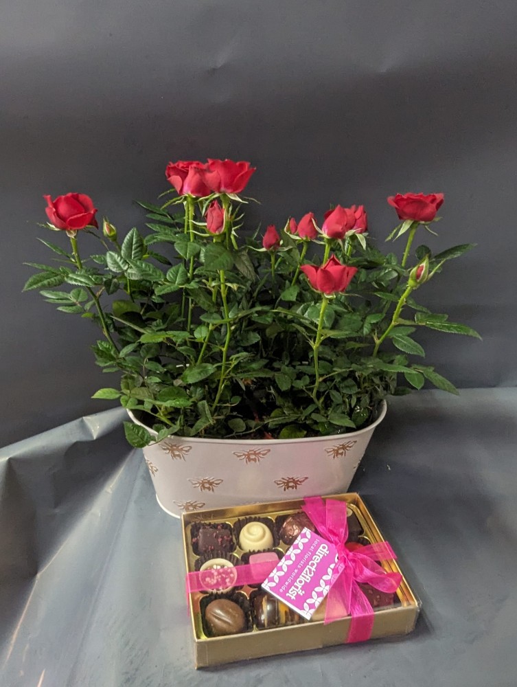 pot roses in tin pot with 12 chocolates