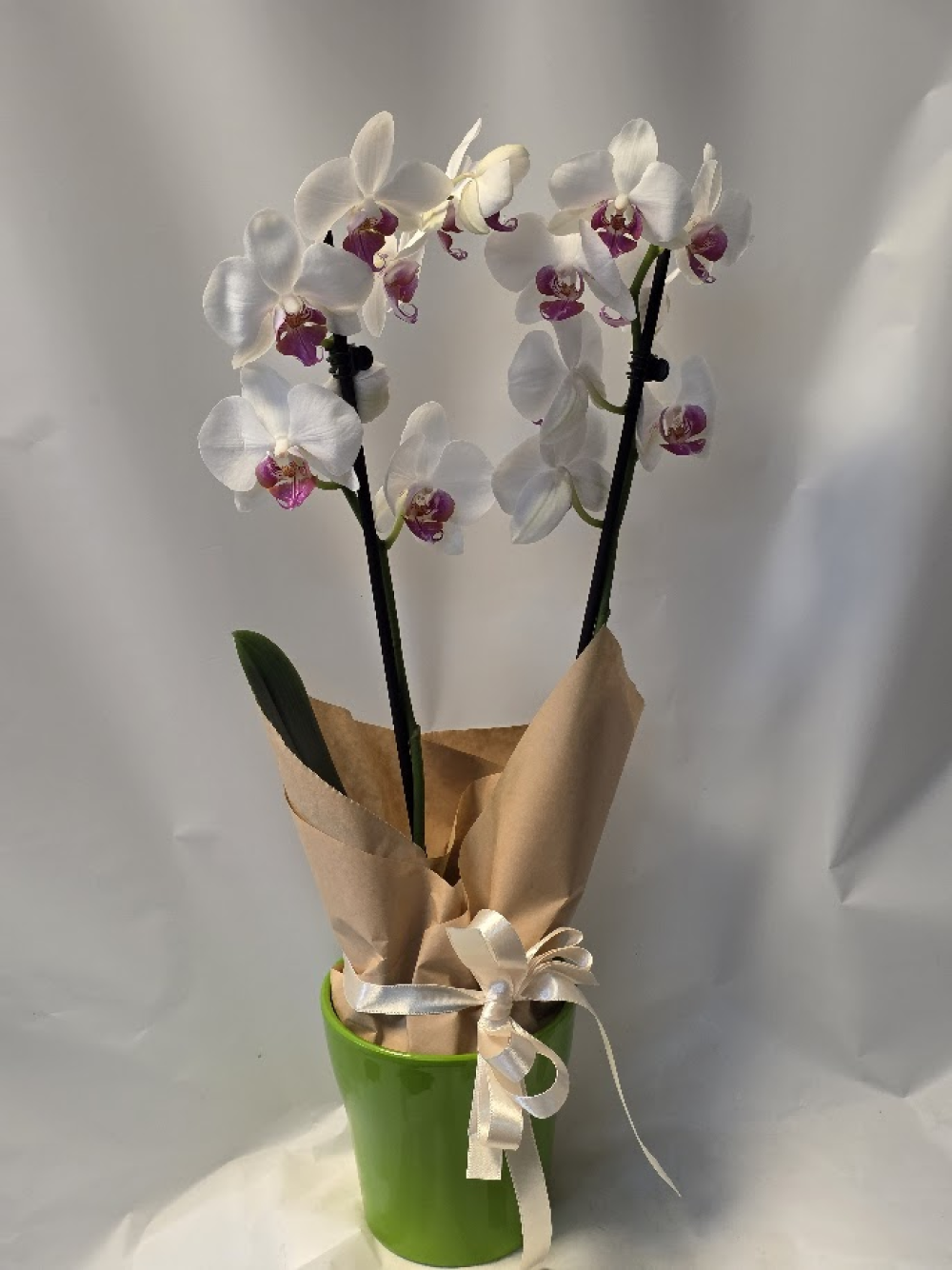 Orchid plant